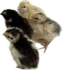 36 – Celadon (100% True Blue) & Jumbo Pearl Fee Coturnix Quail Hatching Eggs
