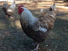 12+ Chocolate Silver Laced Orpington Hatching Eggs Large Fowl