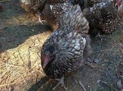 12+ Chocolate Silver Laced Orpington Hatching Eggs Large Fowl