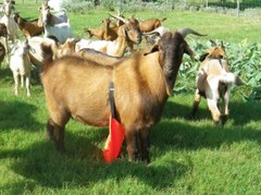 BACCHUS JOHNSON SHIELD Buck Anti Mating Anti Breeding Apron for Goats & Sheep